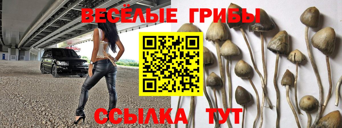 Галлюциногенные грибы Psilocybe Ковров